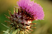 CYNARA CARDUNCULUS, CARDOON