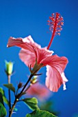 HIBISCUS ROSA-SINENSIS, HIBISCUS