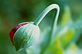 PAPAVER SOMNIFERUM