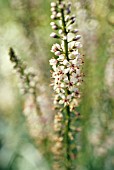 LYSIMACHIA EPHEMERUM, LOOSESTRIFE