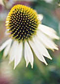 ECHINACEA PURPUREA WHITE SWAN, ECHINACEA, PURPLE CONEFLOWER