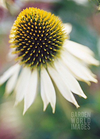 Sara single coneflower