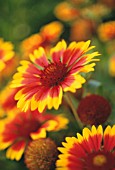 GAILLARDIA ‘GOBLIN’, BLANKET FLOWER