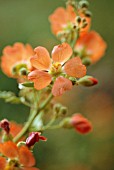 SPHAERALCEA INCANA, (GLOBE MALLOW)