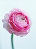 RANUNCULUS, RANUNCULUS