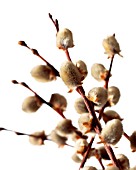 SALIX CAPREA, PUSSY WILLOW