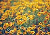 TAGETES SIGNATA, MARIGOLD - FRENCH MARIGOLD