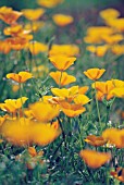 ESCHSCHOLZIA CALIFORNICA, POPPY - CALIFORNIAN POPPY