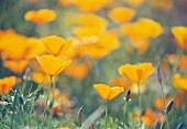 ESCHSCHOLZIA CALIFORNICA, POPPY - CALIFORNIAN POPPY