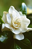 GARDENIA AUGUSTA, GARDENIA