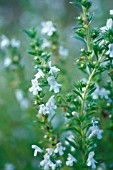 SATUREJA HORTENSIS, SAVORY - SUMMER SAVORY