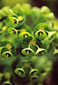 EUPHORBIA CHARACIAS WULFENII, EUPHORBIA, SPURGE