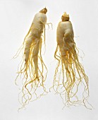 PANAX GINSENG, GINSENG - ASIAN GINSENG, KOREAN GINSENG