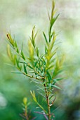 MELALEUCA ALTERNIFOLIA, TEA TREE