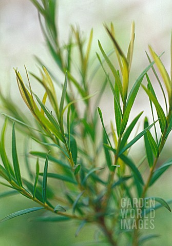 MELALEUCA_ALTERNIFOLIA_TEA_TREE