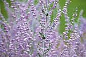 PEROVSKIA BLUE SPIRE, PEROVSKIA, RUSSIAN SAGE