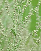 PEROVSKIA BLUE SPIRE, PEROVSKIA, RUSSIAN SAGE