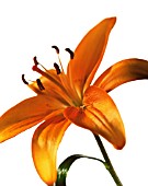 LILIUM