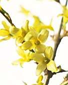 FORSYTHIA