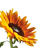 HELIANTHUS ANNUS, SUNFLOWER