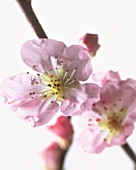 PRUNUS DULCIS, ALMOND