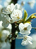 PRUNUS SPINOSA, BLACKTHORN, SLOE