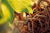 ELEUTHEROCOCCUS SENTICOUS, GINSENG - SIBERIAN GINSENG