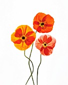 PAPAVER CROCEUM, PAPAVER NUDICALE, POPPY - ICELANDIC POPPY