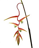 HELICONIA, HELICONIA