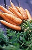 DAUCUS CAROTA, CARROT