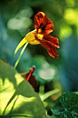 TROPAEOLUM ‘JEWEL OF AFRICA’, NASTURTIUM