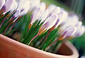 CROCUS, CROCUS