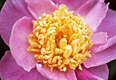 PAEONIA GLOBE OF LIGHT