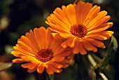 CALENDULA OFFICINALIS, MARIGOLD