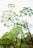 ANGELICA ARCHANGELICA