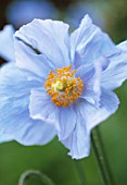 MECONOPSIS BETONICIFOLIA, HIMALAYAN BLUE POPPY