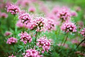 VALERIAN OFFICINALIS, (VALERIAN)