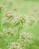 VALERIAN OFFICINALIS, VALERIAN - COMMON VALERIAN