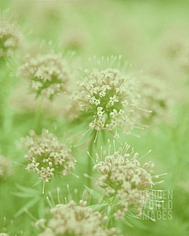 VALERIAN_OFFICINALIS_VALERIAN__COMMON_VALERIAN