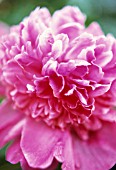 PAEONIA ‘BARBARA’, PEONY