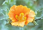 GLAUCUM FLAVUM, YELLOW HORNED POPPY