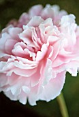 PAEONIA ‘KELWAYS BRILLIANT’, PEONY