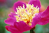 PAEONIA ‘HER MAJESTY’, PEONY