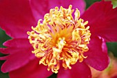 PAEONIA ‘HER MAJESTY’, PEONY