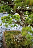 PINUS PARVIFLORA, JAPANESE WHITE PINE