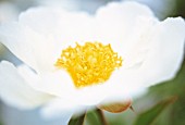 PAEONIA LACTIFLORA ‘CRINKLED WHITE, PEONY