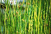 SCIRPUS TABEMAEMONTANI, ZEBRA RUSH