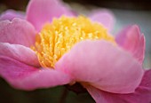 PAEONIA GLOBE OF LIGHT, PEONY