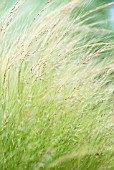 NASELLA TENUISSIMA, STIPA TENUISSIMA, MEXICAN FEATHER GRASS