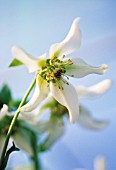 HELLEBORUS NIGER BRADFIELD STAR WHITE, HELLEBORE